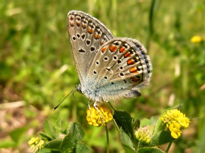 Nuovi arrivi : Polyommatus  thersites